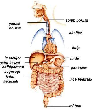 vücudumuzun solunda hangi organlar vardır